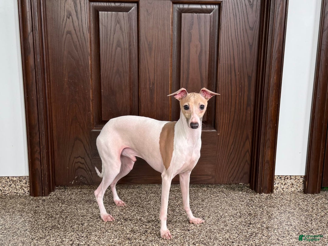 Italian Greyhound dogs for sale: Robbie - Ad 11