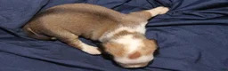 Puggle dogs for sale: Chewy - Ad 63