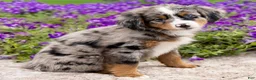 Mini Bernedoodle dogs for sale: Diego - Ad 1