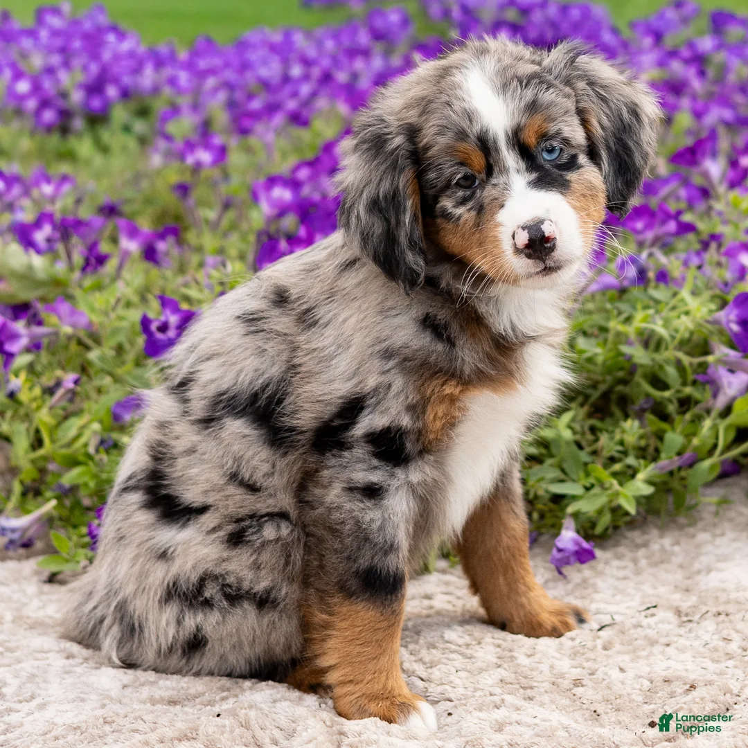 Mini Bernedoodle dogs for sale: Diego - Ad 1
