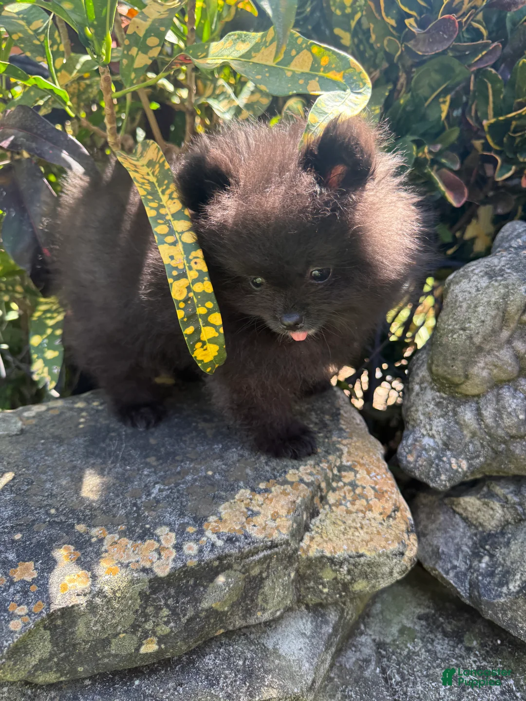 Pomeranian dogs for sale: Pomeranian Puppy 2 - Ad 2