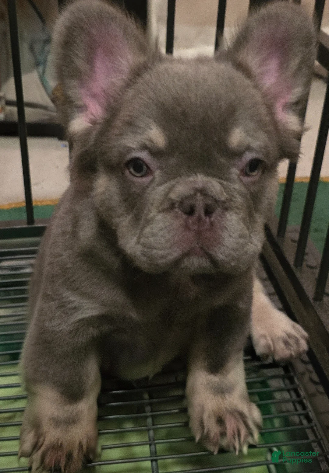 French Bulldog dogs for sale: French Bulldog Puppy 3 - Ad 2