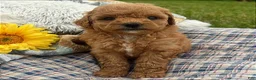 Mini Goldendoodle dogs for sale: Nova (Micro Mini Goldendoodle) - Ad 3