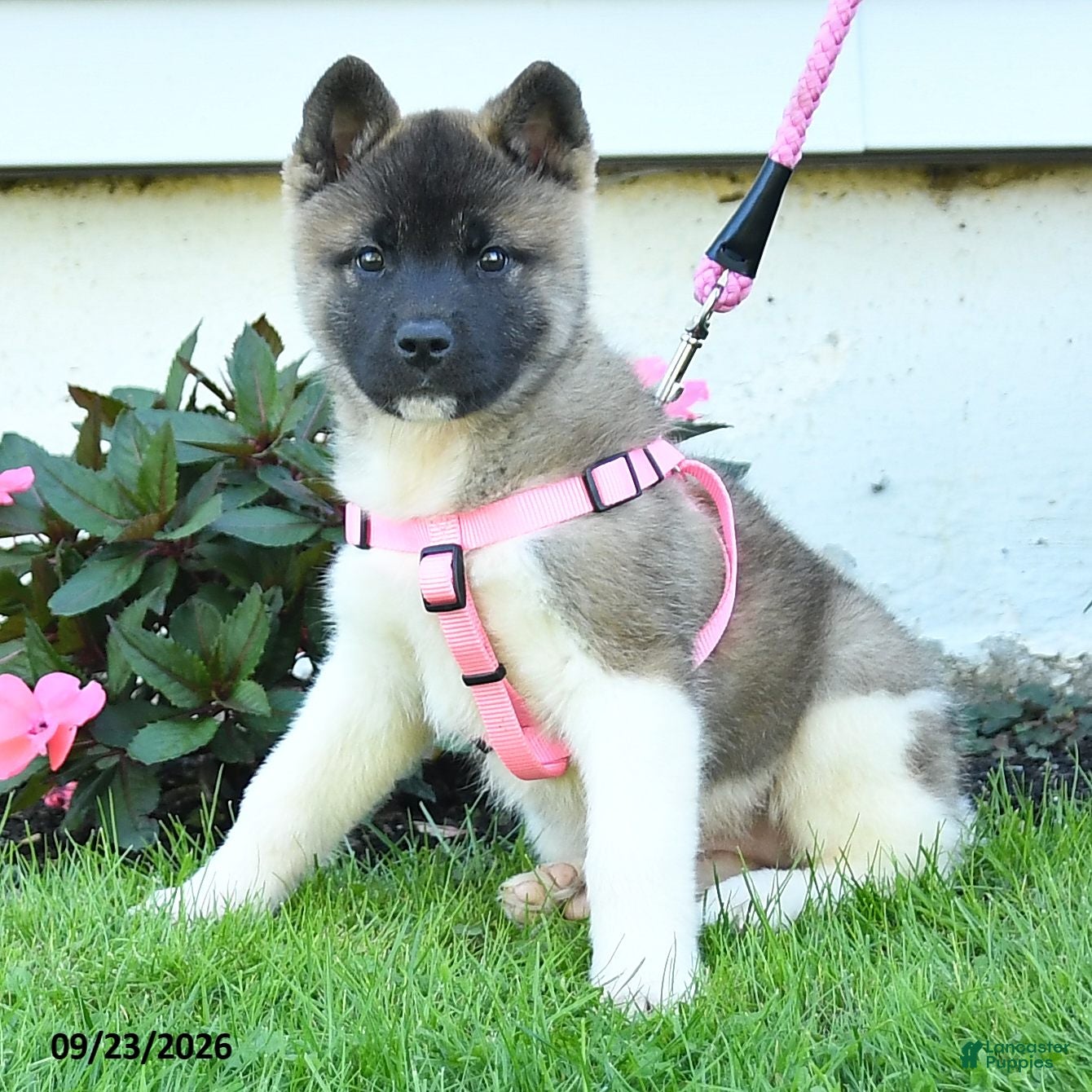 Akita dogs Nadia - Ad 2