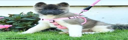 Akita dogs for sale: Nadia - Ad 2