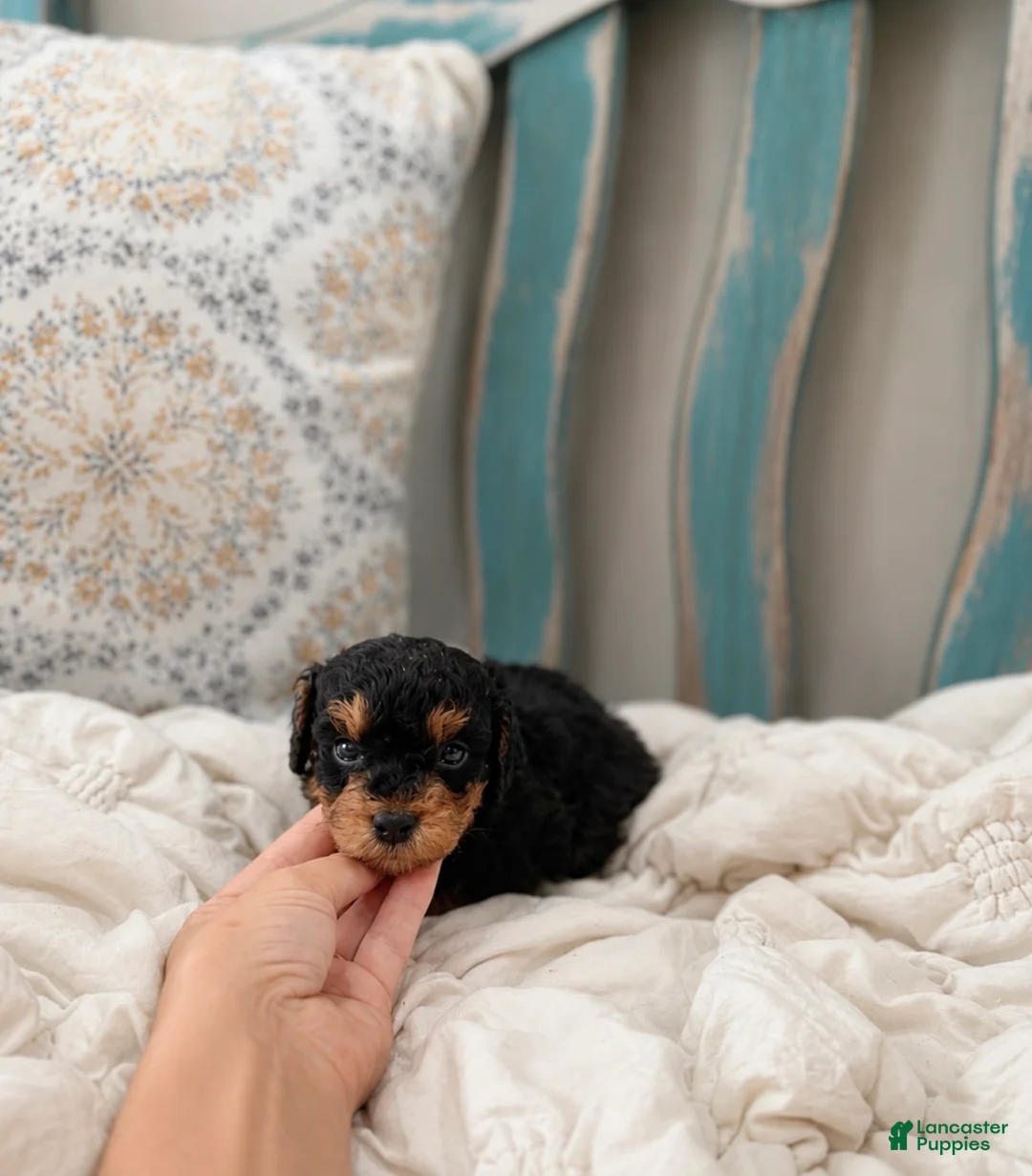 Miniature Poodle dogs for sale: Vader - Ad 2