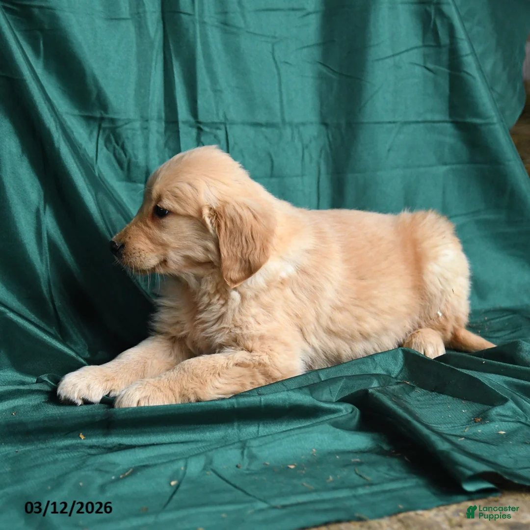Golden Retriever dogs for sale: Sheila - Ad 3
