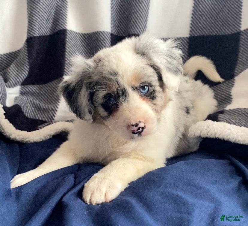 Mini Aussiedoodle dogs Millie - Ad 32