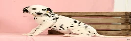 Dalmatian dogs for sale: Robo - Ad 7