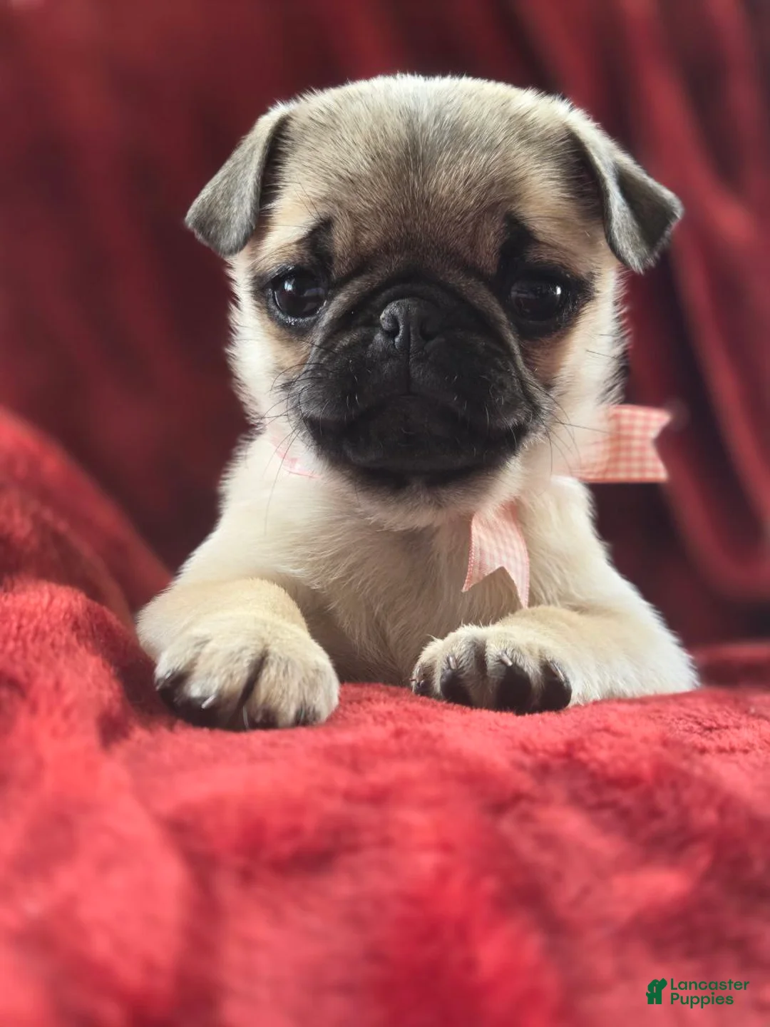 Pug dogs for sale:  valentine 💓 - Ad 5