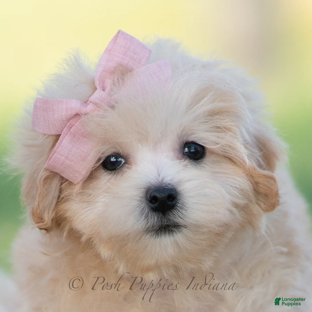 Maltipoo dogs for sale: pippa - Ad 1