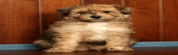 Pomapoo dogs for sale: Patrick - Ad 7