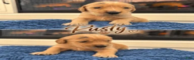 Rusty