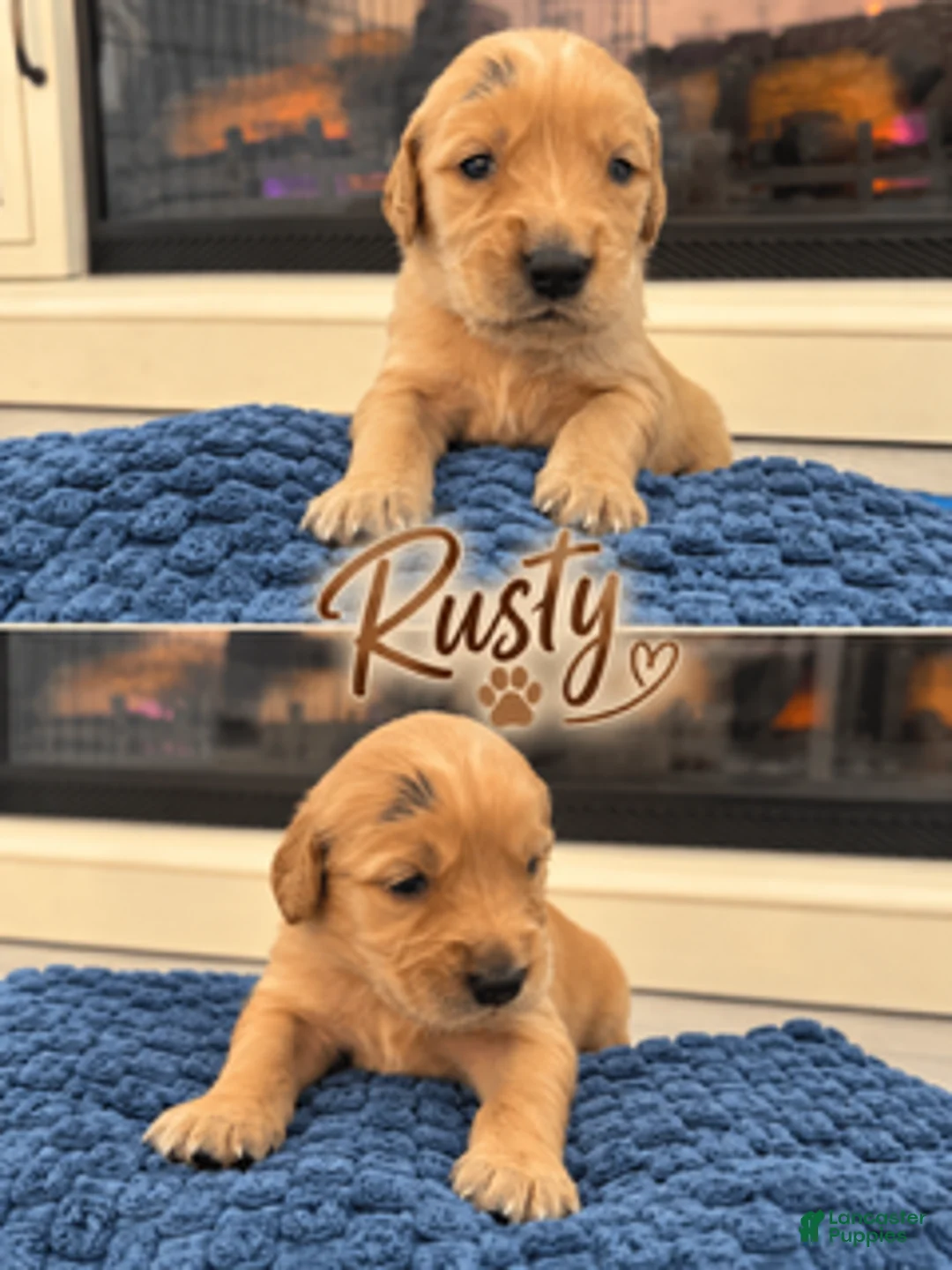 Golden Retriever dogs for sale: Rusty - Ad 1