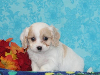 Cavachon dogs - Ad 19