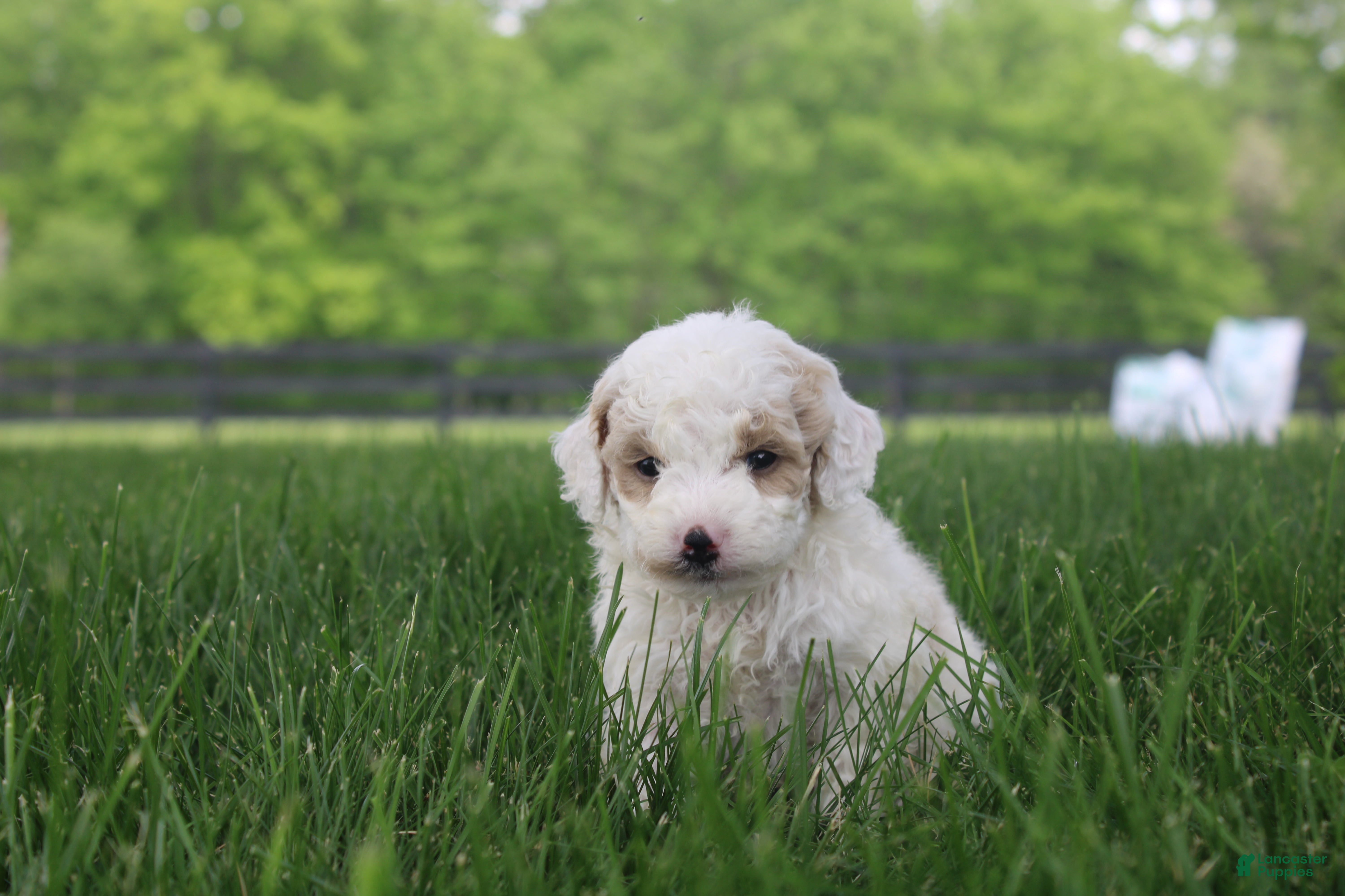 Mini Goldendoodle dogs Tulip - Ad 42