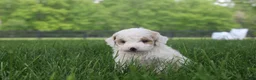 Mini Goldendoodle dogs for sale: Tulip - Ad 7