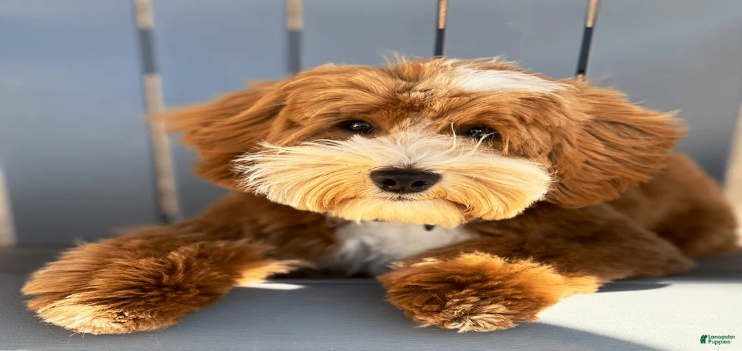 Gallery Image {{count}}