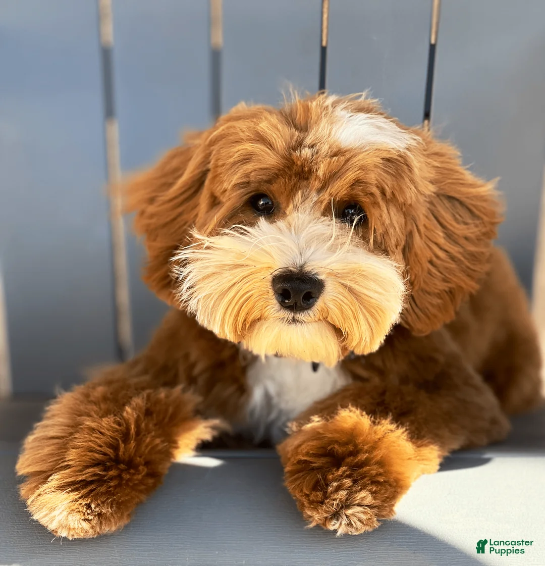 Gallery Image {{count}}