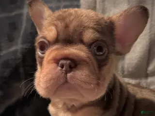 French Bulldog dogs Rojo N Tan with Pink - Ad 5