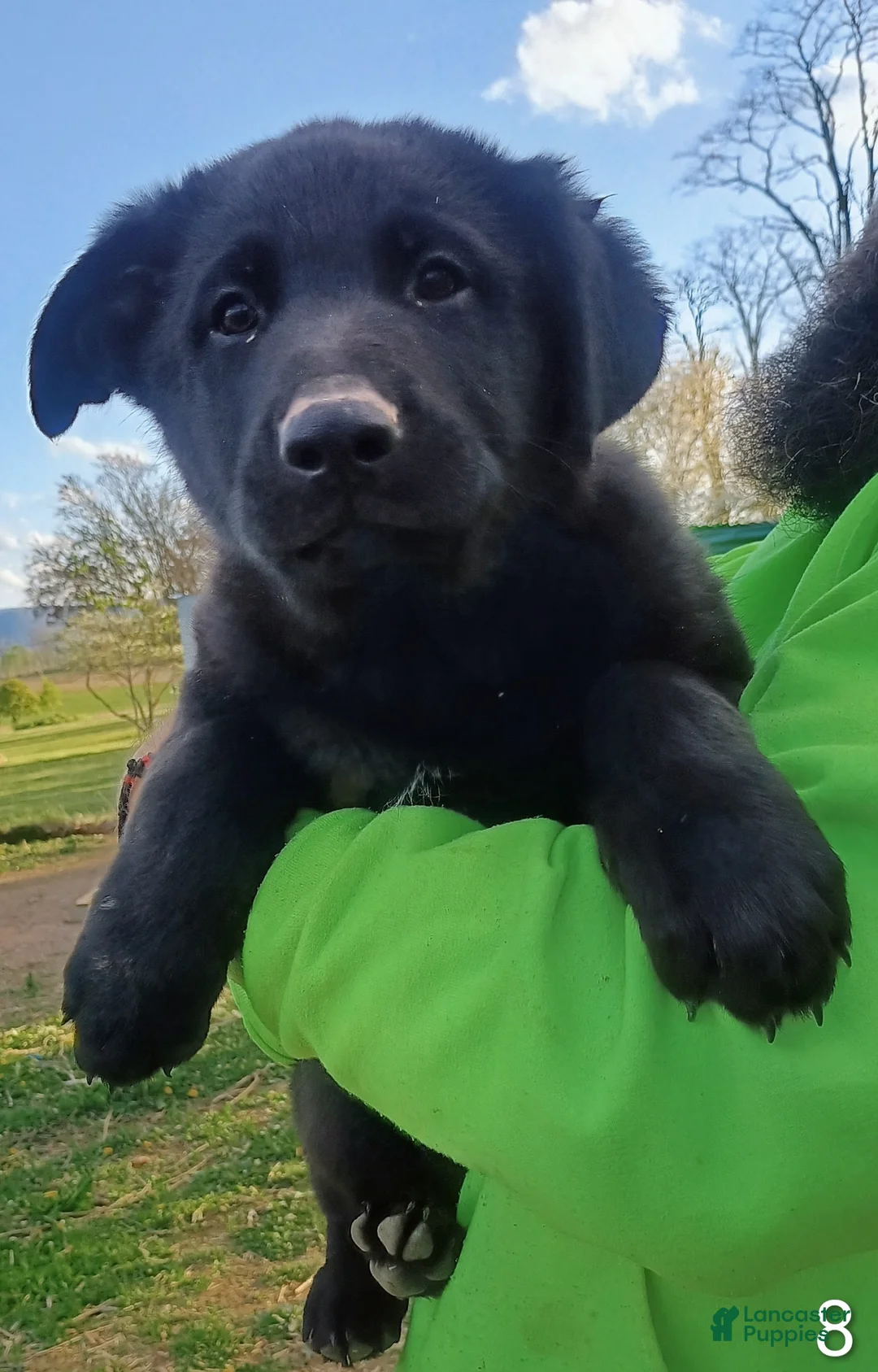 German Shepherd dogs for sale: German Shepherd Puppy 2 - Ad 1