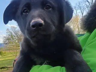 German Shepherd dogs for sale: German Shepherd Puppy 2 - Ad 3