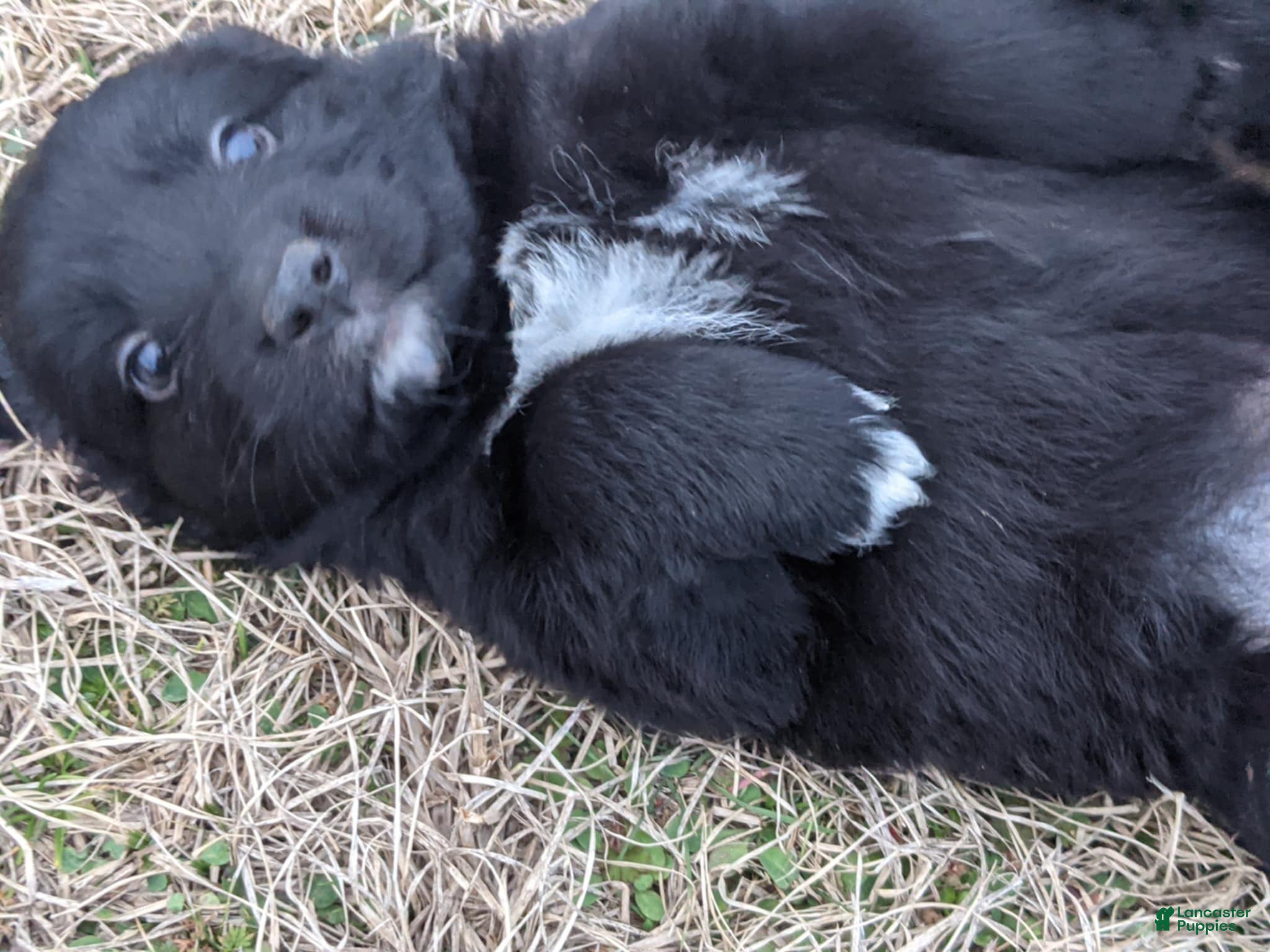 Mixed Breed dogs Mixed Breed Puppy 3 - Ad 34