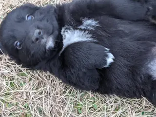 Mixed Breed dogs for sale: Mixed Breed Puppy 3 - Ad 4