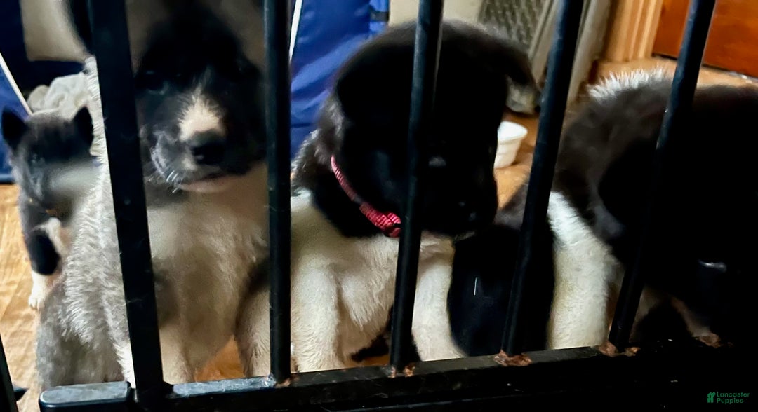 Akita dogs for sale: Akita Puppy 1 - Ad 9