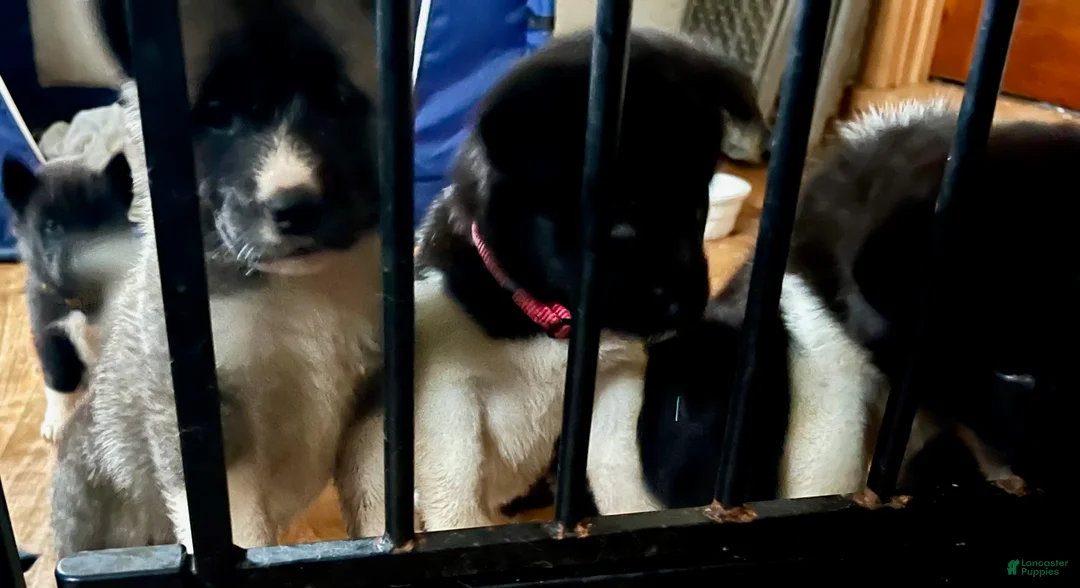 Akita dogs for sale: Akita Puppy 3 - Ad 9