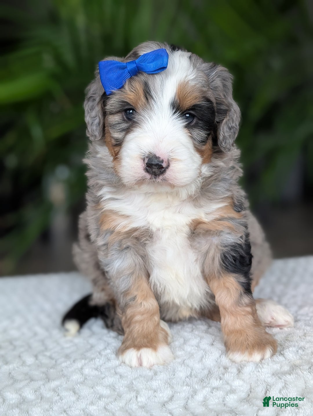 Mini Bernedoodle dogs for sale: Mini Louie  - Ad 8