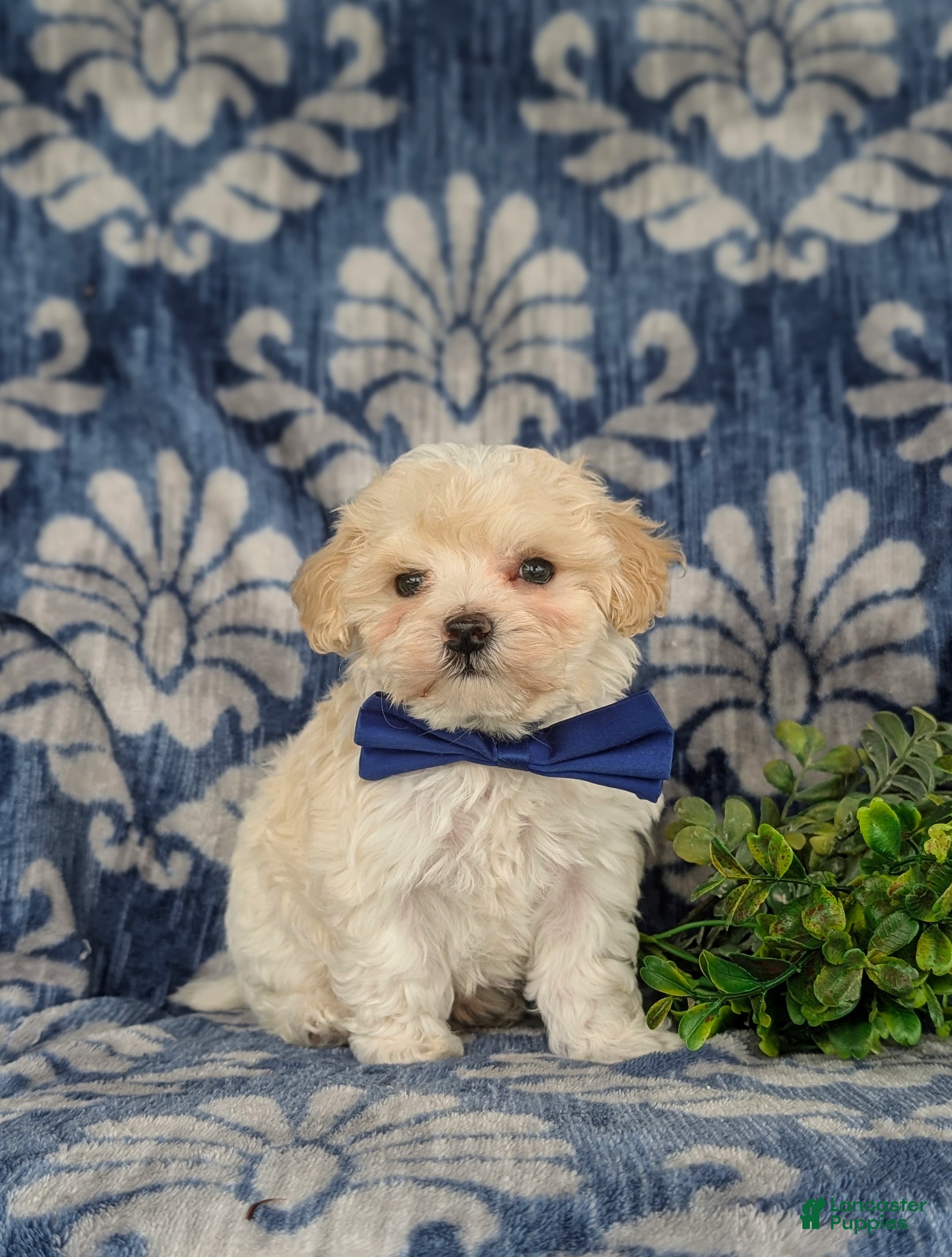 Maltipoo dogs Laim 7 lbs Full Grown - Ad 2