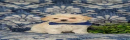 Maltipoo dogs for sale: Laim 7 lbs Full Grown - Ad 2