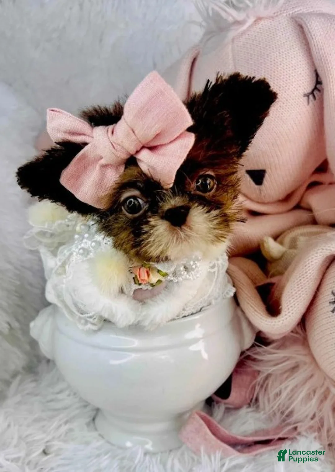 Shih Tzu dogs for sale: Shih Tzu 1 - Ad 2