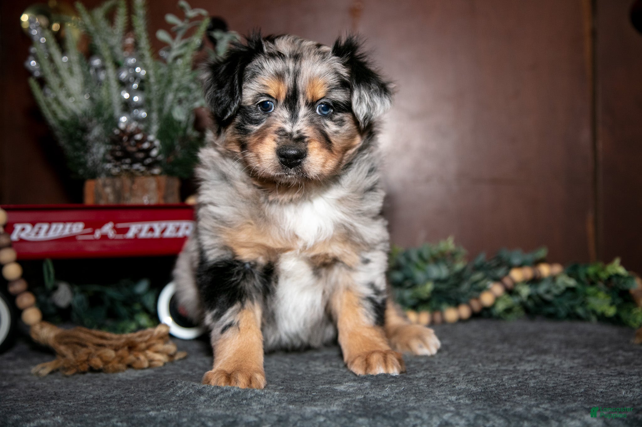 Miniature Australian Shepherd dogs Winnie - Ad 2