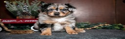 Miniature Australian Shepherd dogs for sale: Winnie - Ad 2