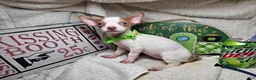 Chihuahua dogs for sale: Nellie Bell - Ad 3