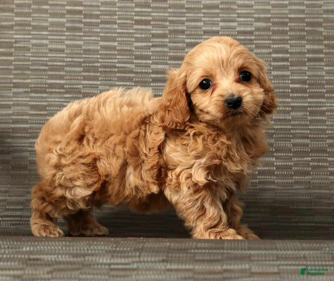 Cockapoo dogs for sale: Heidi - Ad 8