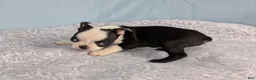 Boston Terrier dogs for sale: Mooo  Cow - Ad 10