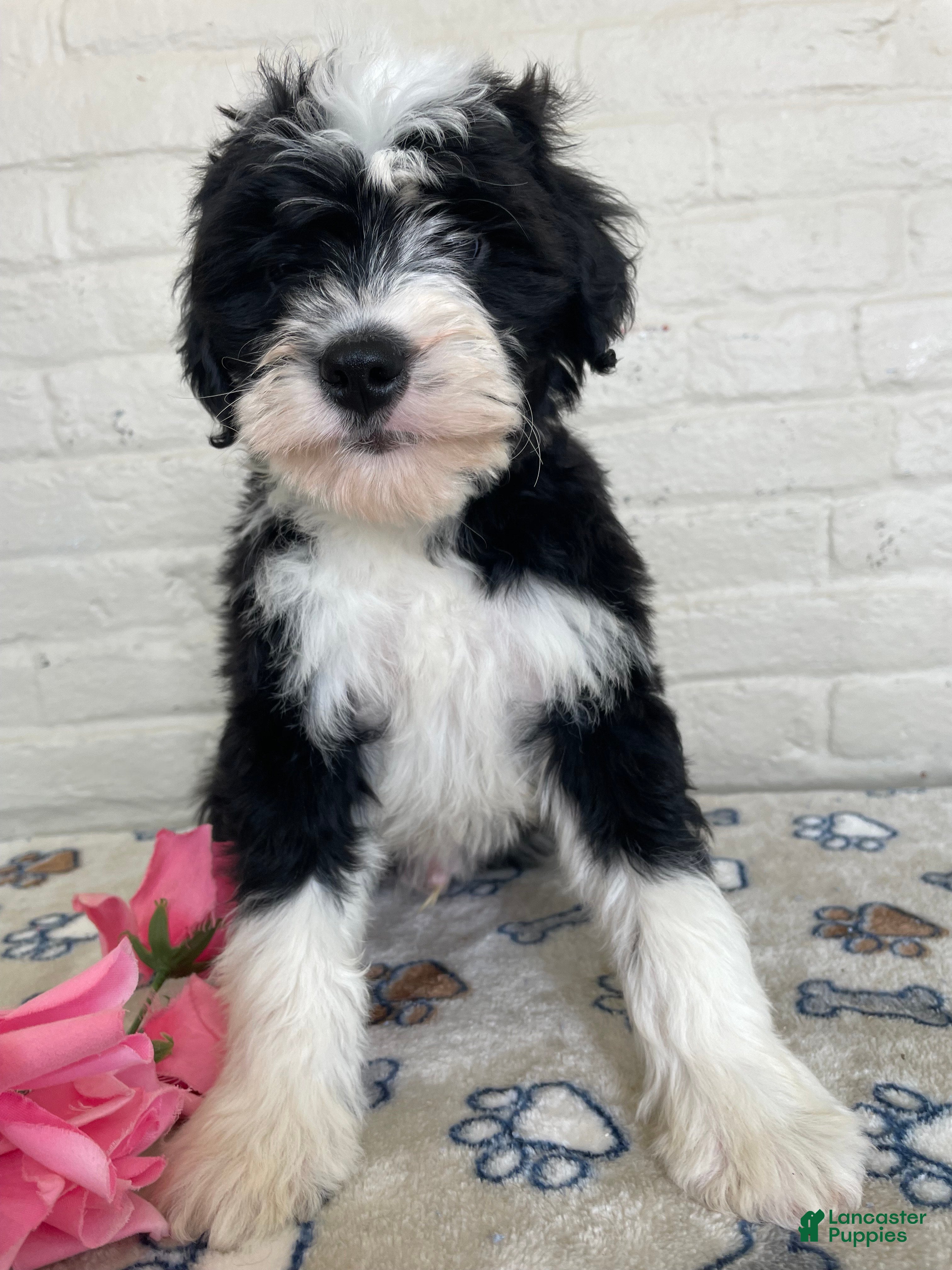 Mixed Breed dogs Oreo - Ad 35