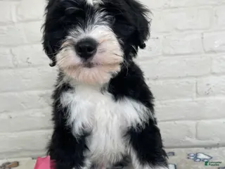 Mixed Breed dogs Oreo - Ad 35