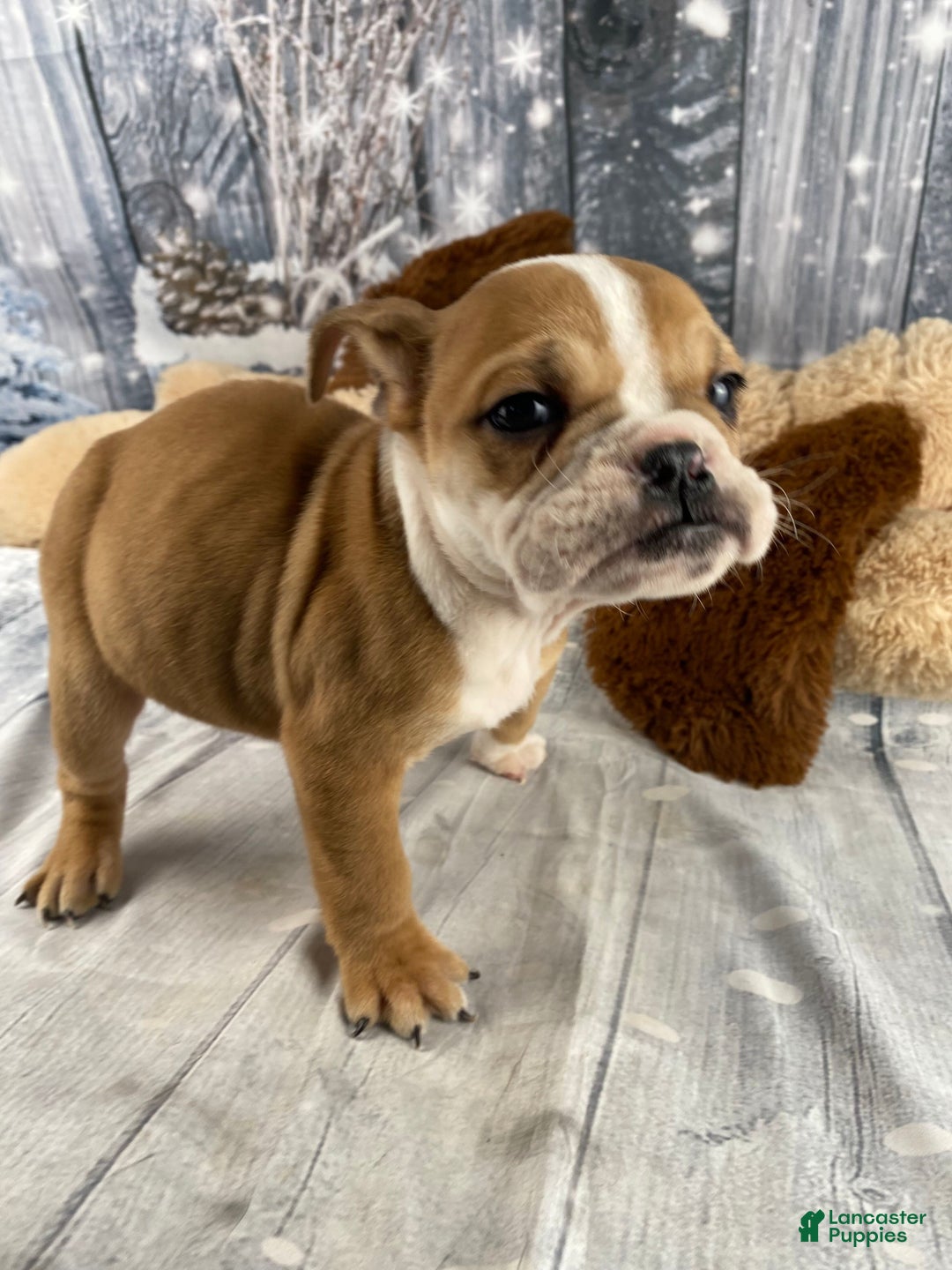 English Bulldog dogs for sale: Cody - Ad 6
