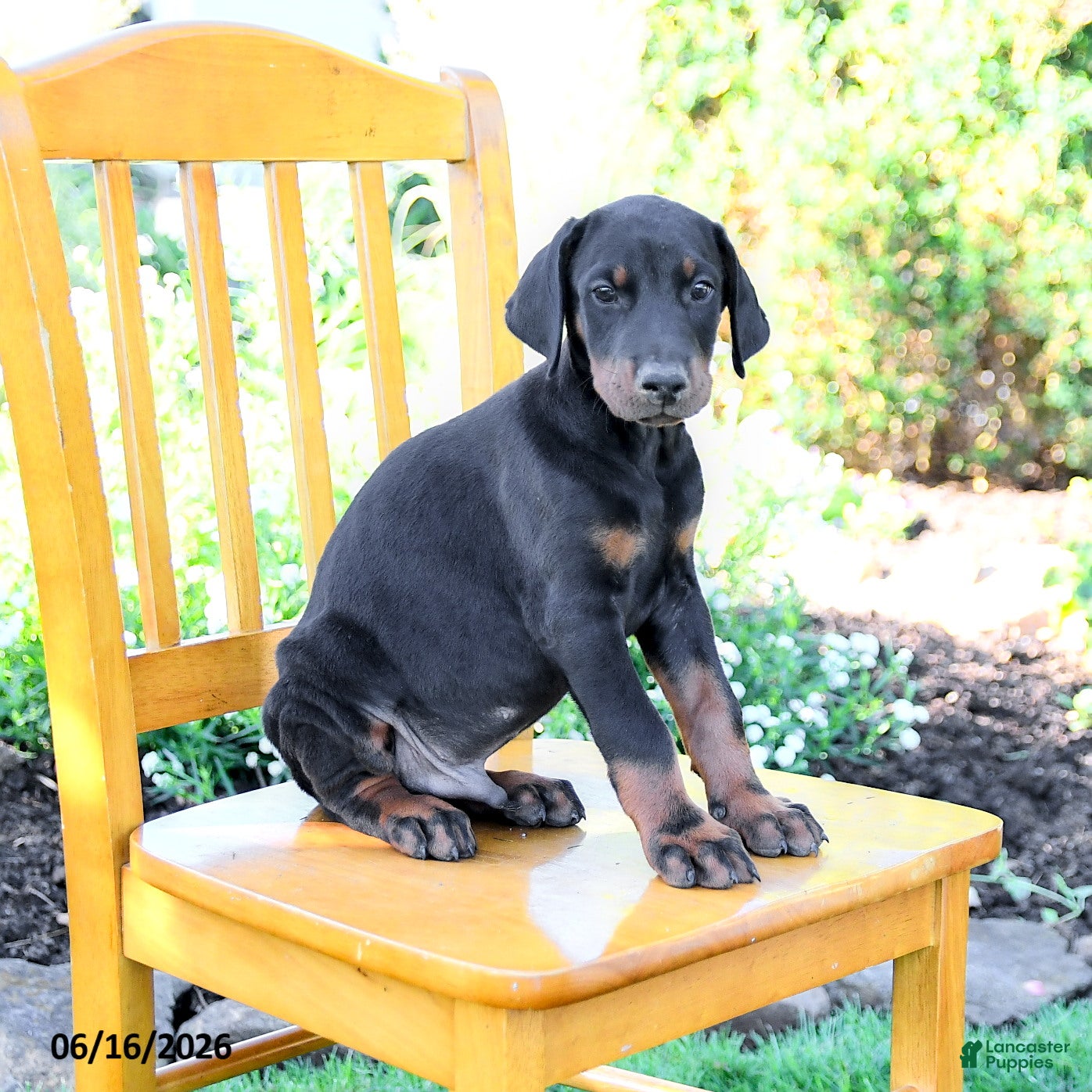 Doberman Pinscher dogs Laurie - Ad 1