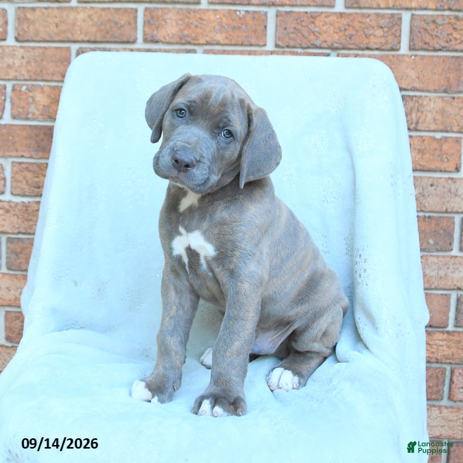 Cane Corso dogs Duncan - Ad 2