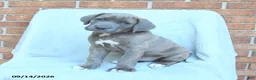 Cane Corso dogs for sale: Duncan - Ad 2