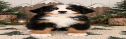 Bernese Mountain Dog dogs for sale: Willow - Light Green Boy - Ad 2