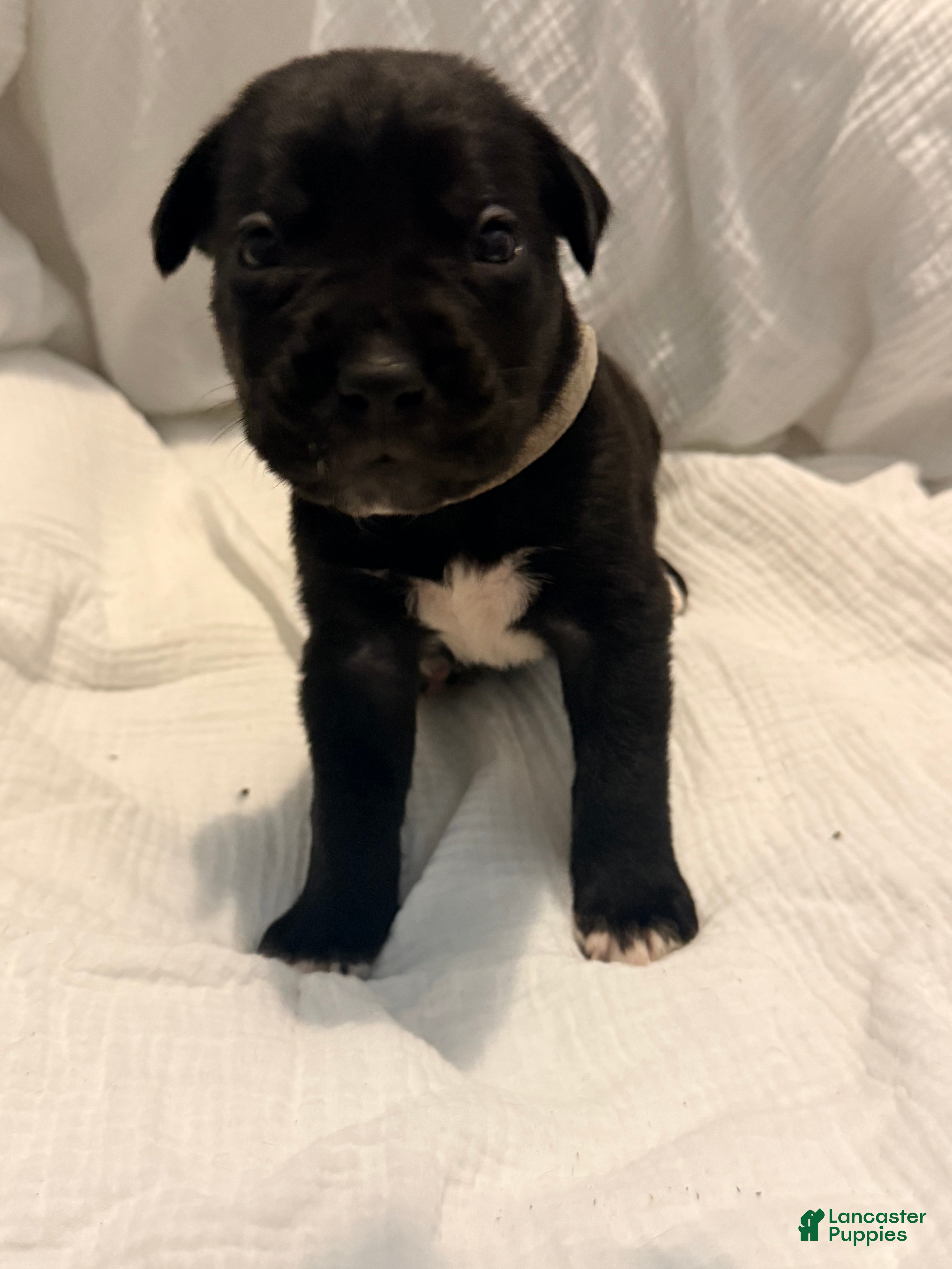 Cane Corso dogs Sam AKC grey collar - Ad 22