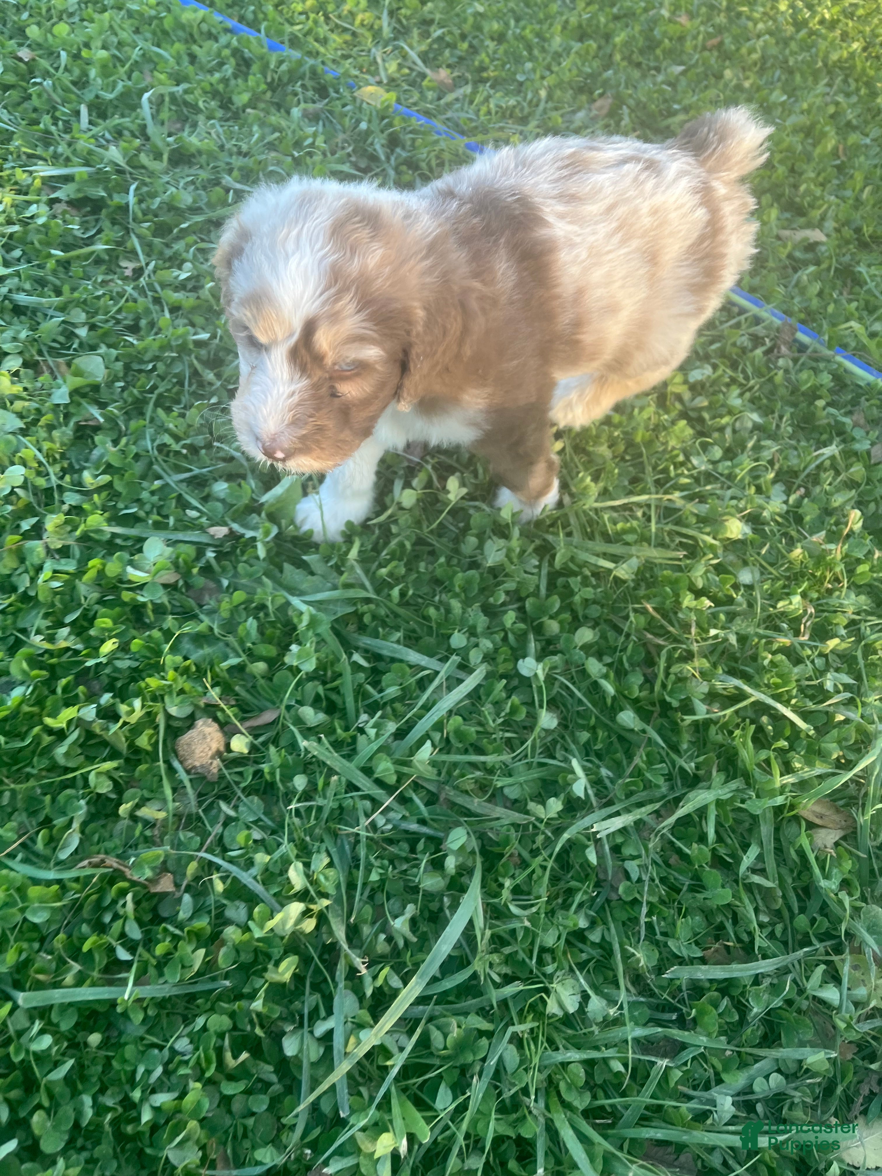 Aussiedoodle dogs for sale: Chadwick  - Ad 2