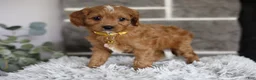 Cavapoo dogs for sale: Twinkle - Ad 8