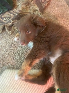 Australian Shepherd dogs Australian Shepherd 4 - Ad 1